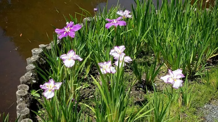 Iris rizomatosi non barbati