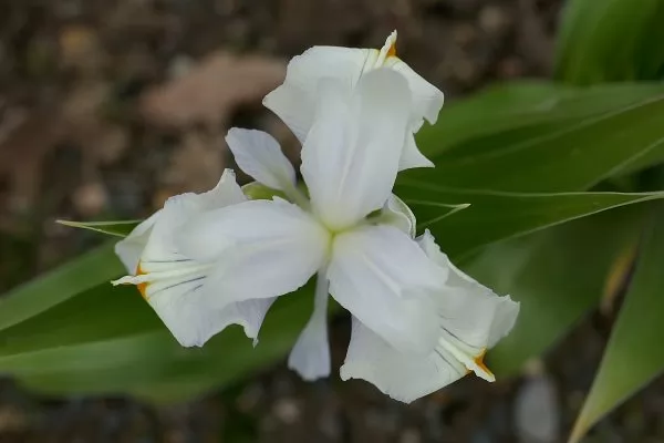 Iris junos Iris magnifica