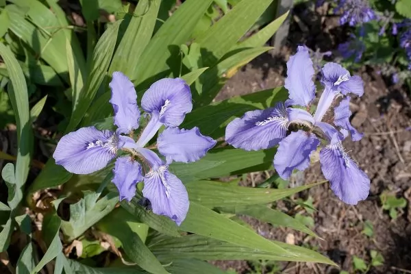 Iris milesii