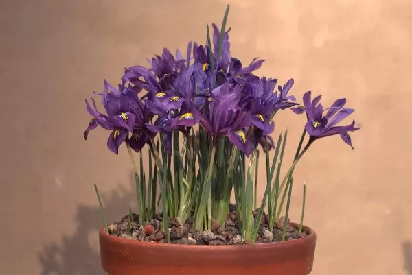 Iris Reticulata in vaso