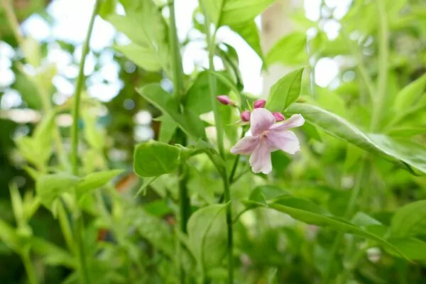Gelsomino rosa - Jasminum × stephanense 