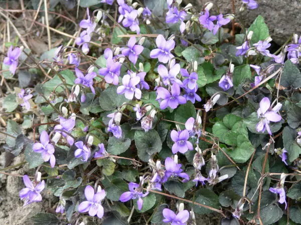 Viola labradorica