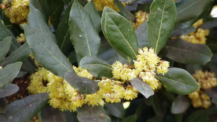 Alloro (Laurus nobilis)