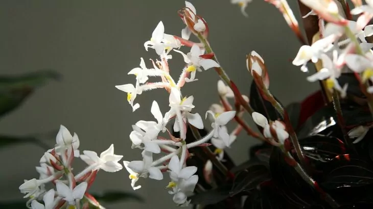 Ludisia discolor