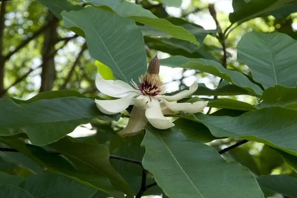 Magnolia obovata 