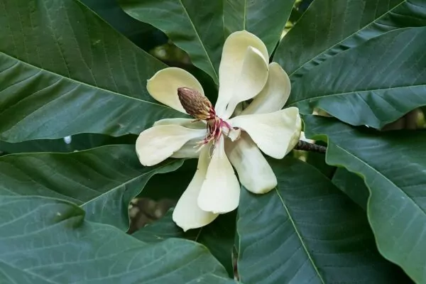 Magnolia obovata 