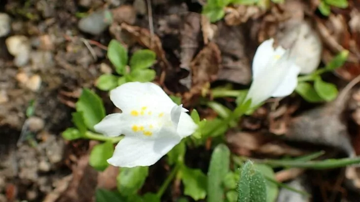 Mazus reptans