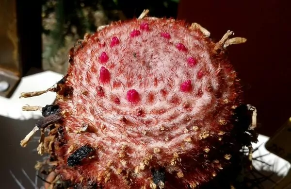 Melocactus deinacanthus 
