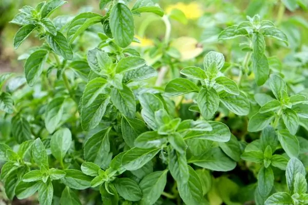 Mentha pulegium- Menta poleggio