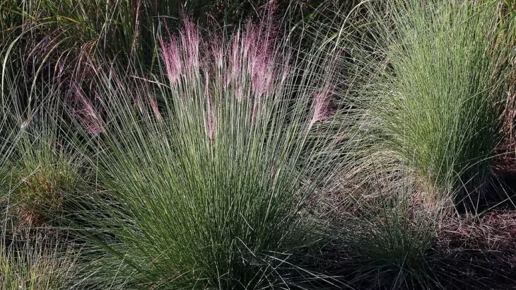 Molinia caerulea