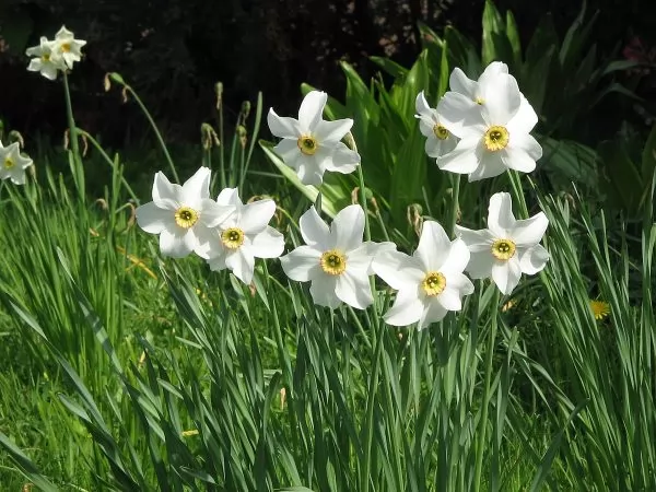 Narciso dei poeti  (Narcissus poeticus)
