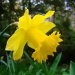 Narciso trombone (Narcissus pseudonarcissus)