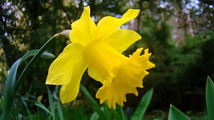 Narciso trombone (Narcissus pseudonarcissus)