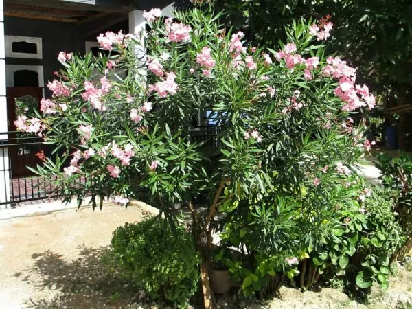 piante velenose in giardino Nerium oleander- Oleandro
