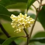 Osmanto odoroso (Osmanthus fragrans)