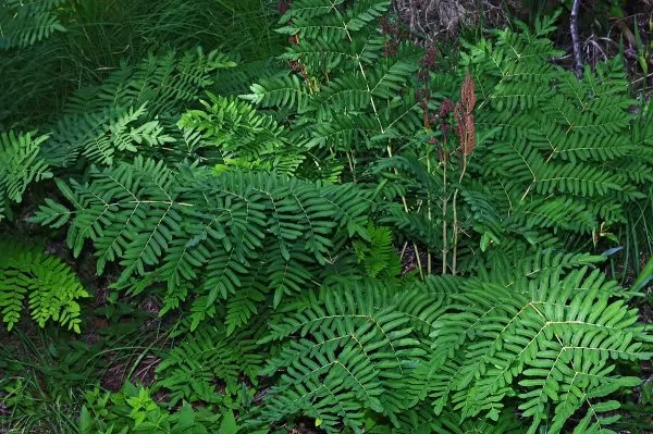 Osmunda regalis - Felce Florida