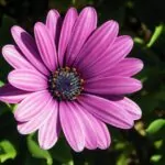 Osteospermum