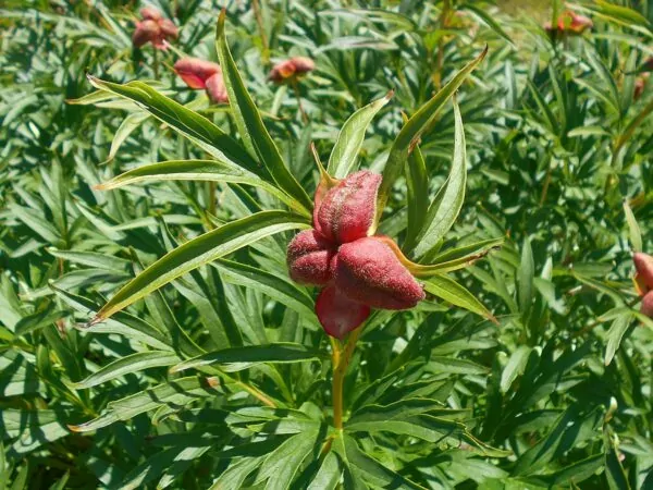 Paeonia veitchii