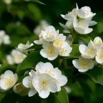 Filadelfo (Philadelphus)