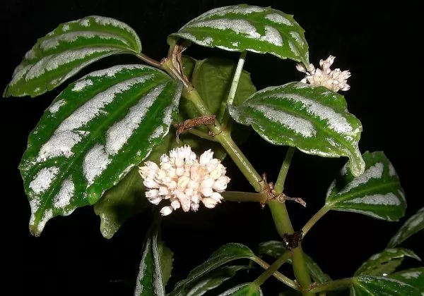 Pilea Cadierei