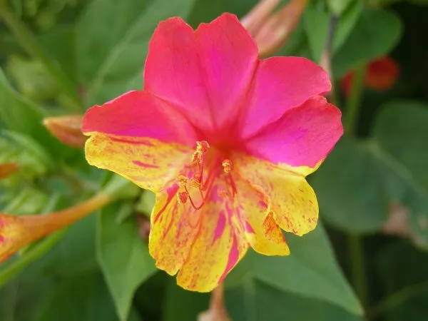 Bella di Notte Mirabilis jalapa