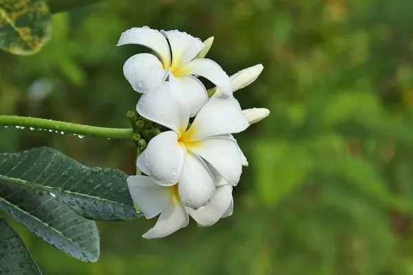 Plumeria obtusa 