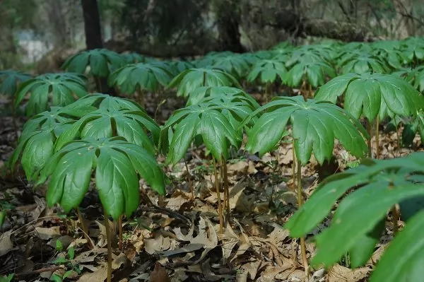 Podophyllum peltatum