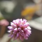 Polygonum (Poligono)