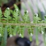 Polystichum