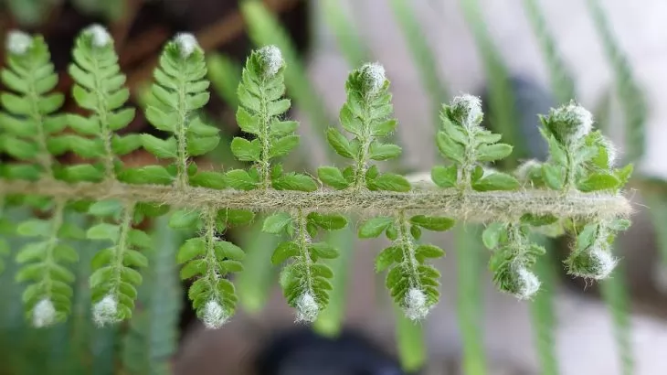 Polystichum