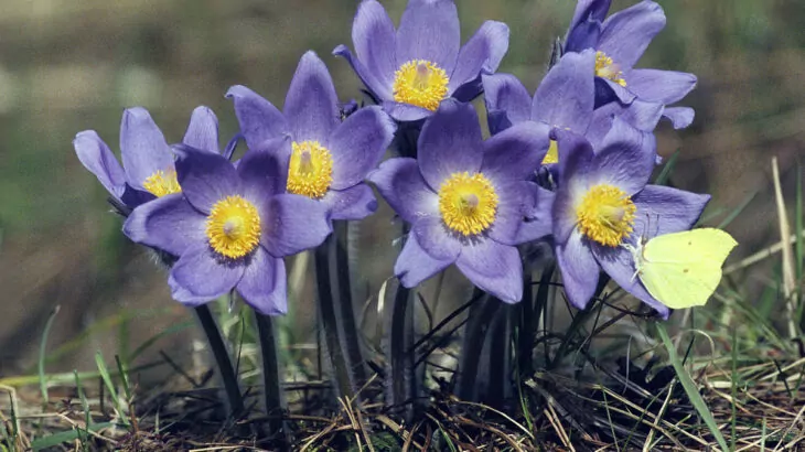 Pulsatilla