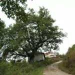 Quercus frainetto – Farnetto
