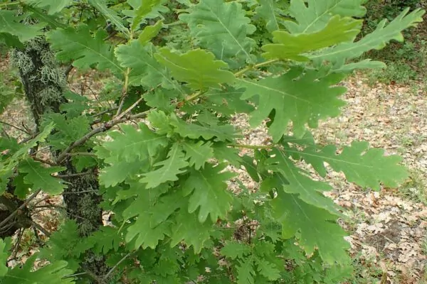 Quercus frainetto