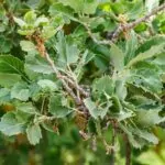 Quercia Vallonea – Quercus macrolepis