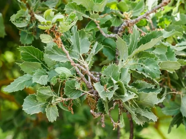 Quercus macrolepis