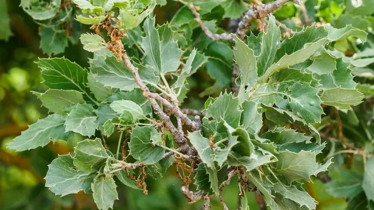 quercia vallonea