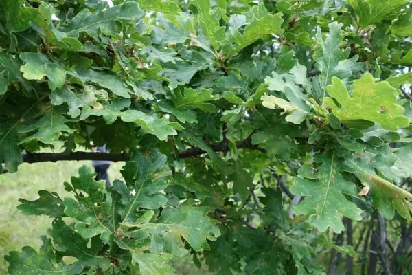 Roverella - Quercus pubescens