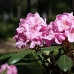 Rododendro (Rhododendron)