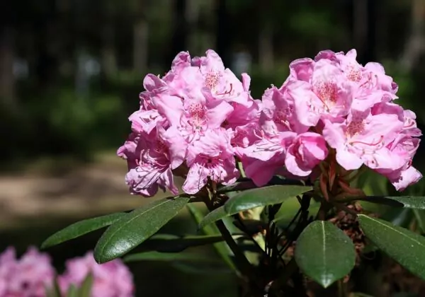Rhododendron Tuiranpuisto