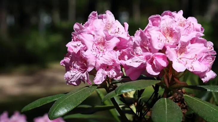 Rhododendron