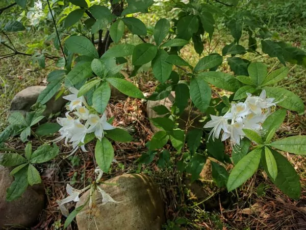 Rhododendron colemanii