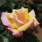 Rose Ibridi di Tea o Rose a Grandi Fiori