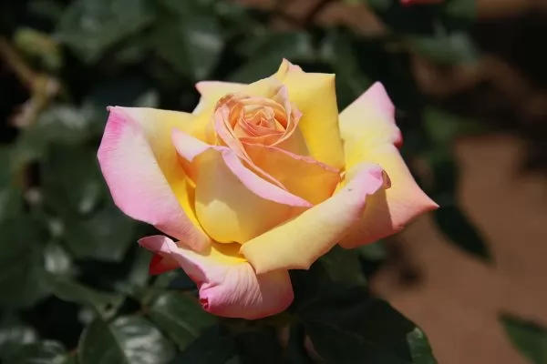Rose Ibridi di Tea “Rosa Peace”