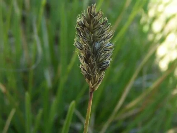 Sesleria