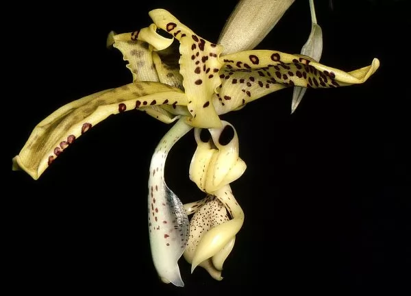 Stanhopea costaricensis