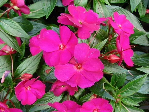 Impatiens hawkeri