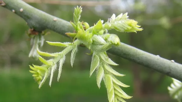 Sophora Japonica