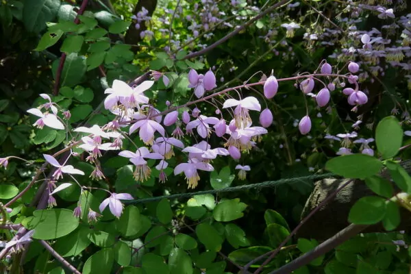 Thalictrum delavayi