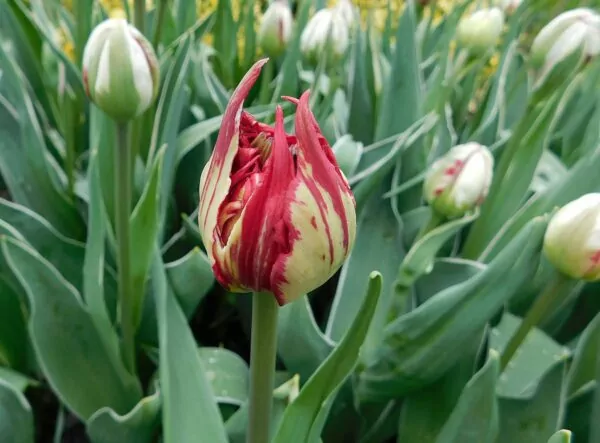 Tulipa Carnaval de nice