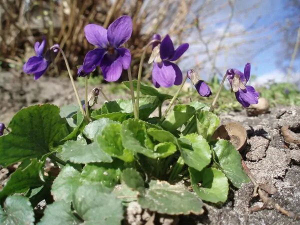 Viola mammola